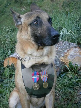 chien-militaire-decore.jpg