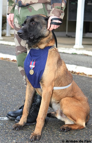 remise-de-la-medaille-de-la-defense-nationale-a-quatre-chiens-du-groupe-cynophile-de-l-escadron-de-protection-de-la-base-aerienne-d-evreux.jpg
